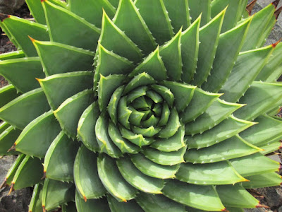Whirling spines of a succulent