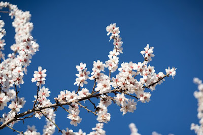 Almond blossoms against blue sky
