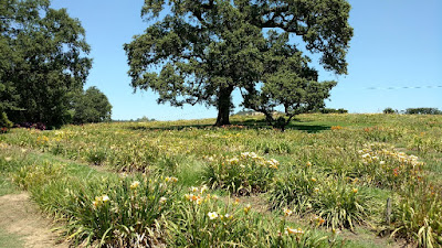 Oak tree in field of daylilies