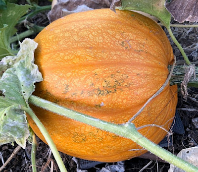 Pumpkin on vine