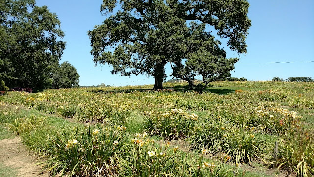 Amador Flower Farm