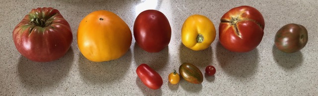 10 varieties of tomatoes
