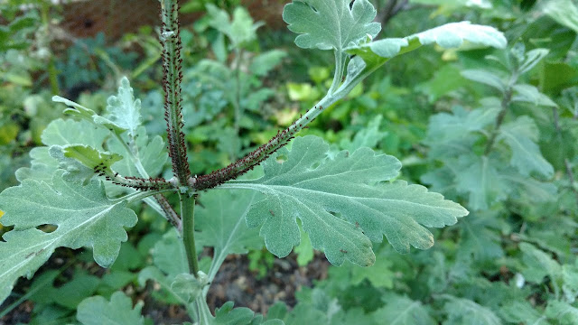 Mum stem and leaves with ants
