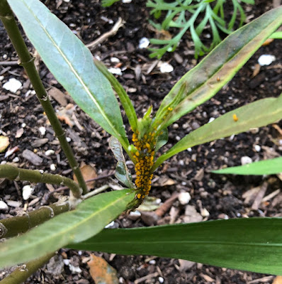 Oleander aphids on milkweed