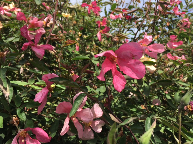 Mutabilis rose, a five-petal dark pink rose