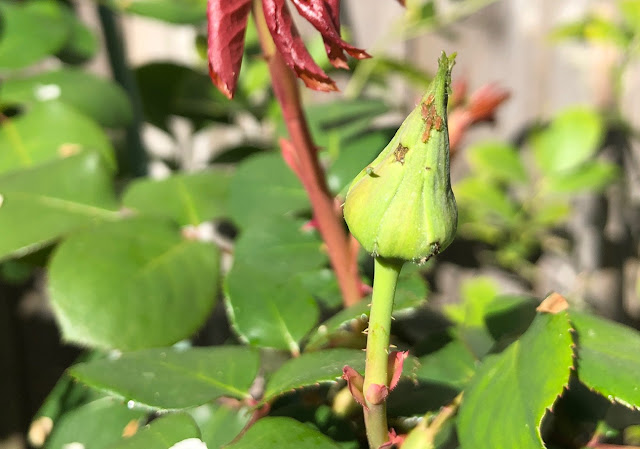 Aphids on green rose bud