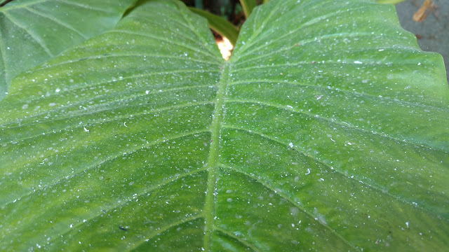 Elephant ear leaf with ash