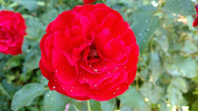 Ash particles on a red rose