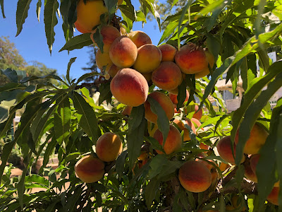 Peaches on a tree