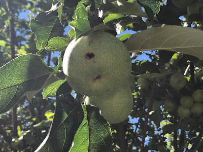 Damaged apple on tree