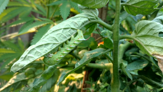 Green caterpillar on tomato plant branch
