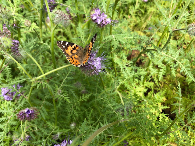 Butterfly on lacy phacelia plant