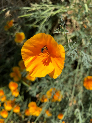 Bee on California poppy bloom