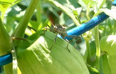 Leaffooted bug on plant