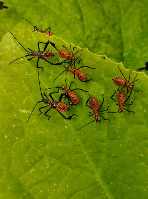 Leaf-footed bug nymphs