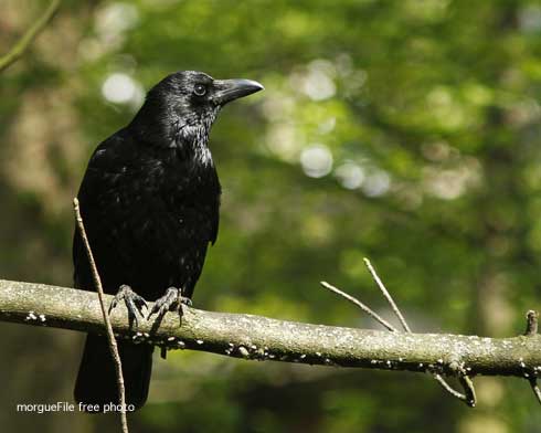 Bird on a branch