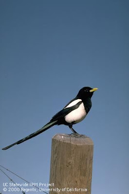 Magpie