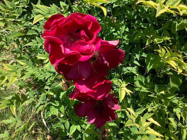 Dark red rose blossom