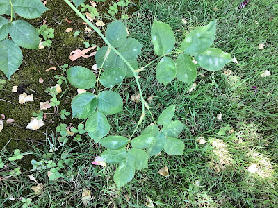 Powdery mildew on Dr. Huey leaves