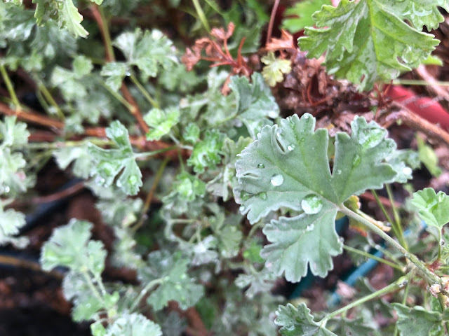 Green lacy leaves with water droplets