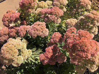 Stonecrop bushes with pinkish flowers