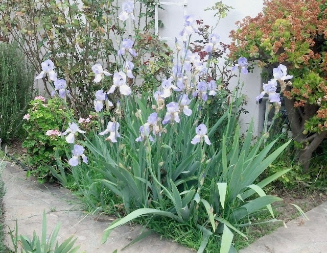 Blue irises