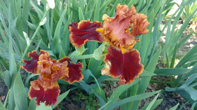 Bronze irises