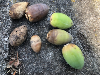Several acorns on a concrete block