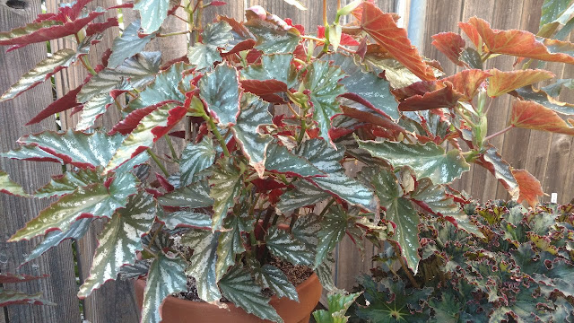 Angel wing begonias