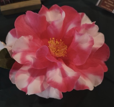best-of-show-camellia.jpg