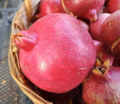 One very large pomegranate 