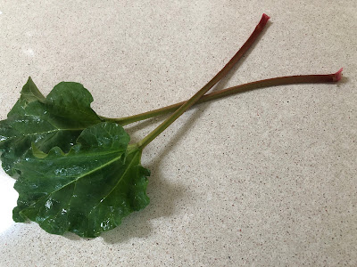 Two think rhubarb stalks with leaves