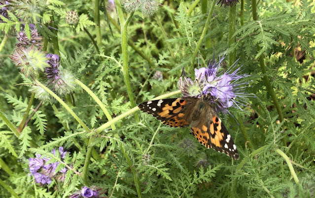 Lacy phacelia with butterfly