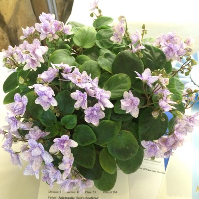 Small African violet