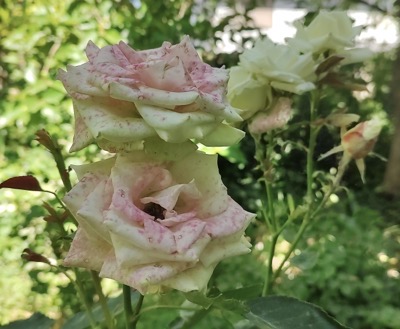 botrytis-roses.jpg