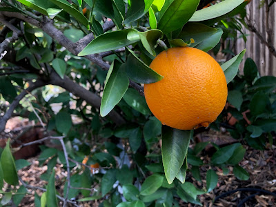 Orange on tree