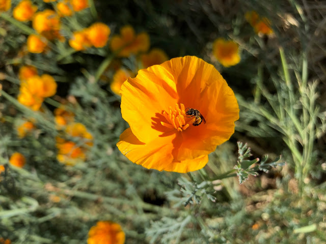Poppy blossom with bee in the middle