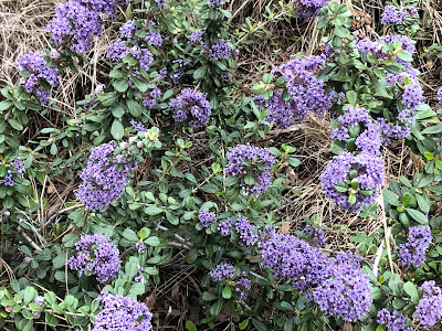 Blue-violet flowers on a low-growing plant