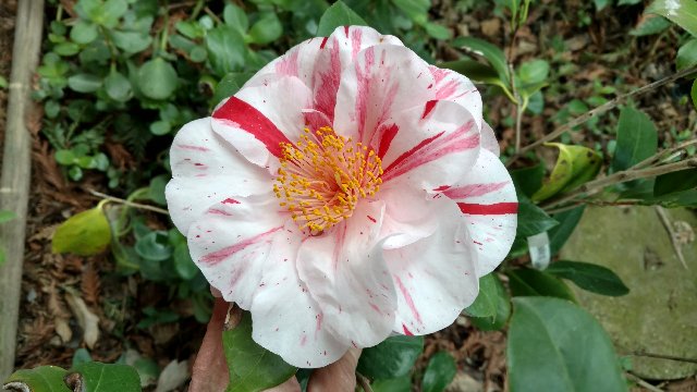 White and red camellia blossom
