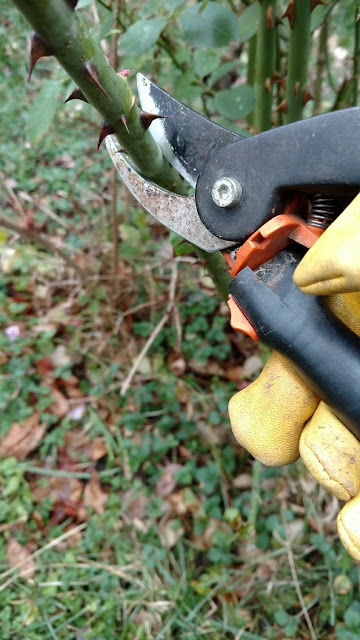 Rose being pruned