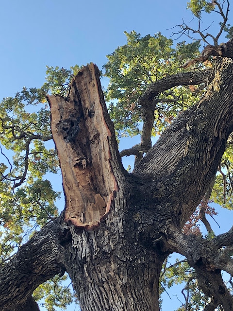Broken tree branch