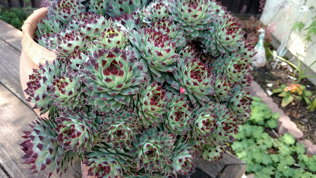 Succulent