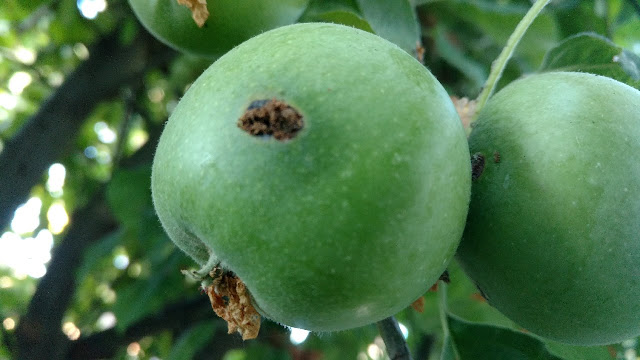 Apple with codling moth frass