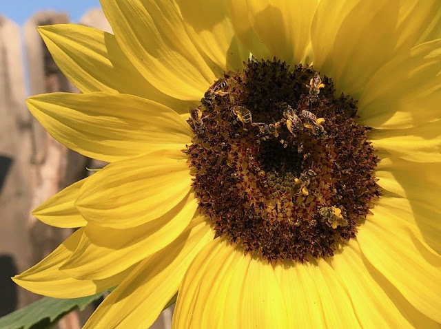 Bees on sunflower