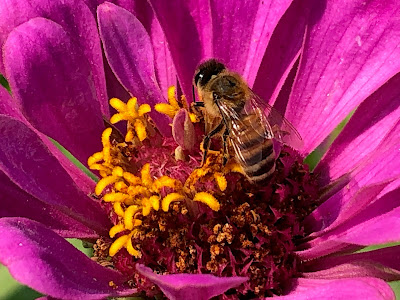 Bee on zinnia