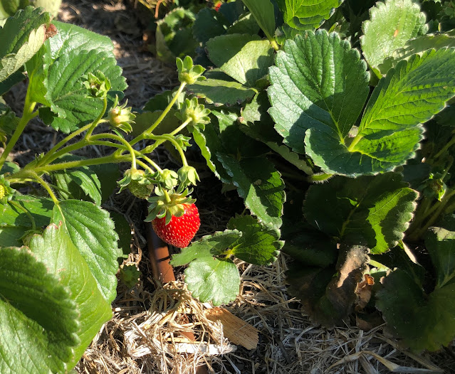 Red strawberry on plant