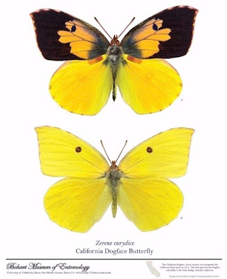 Butterfly poster