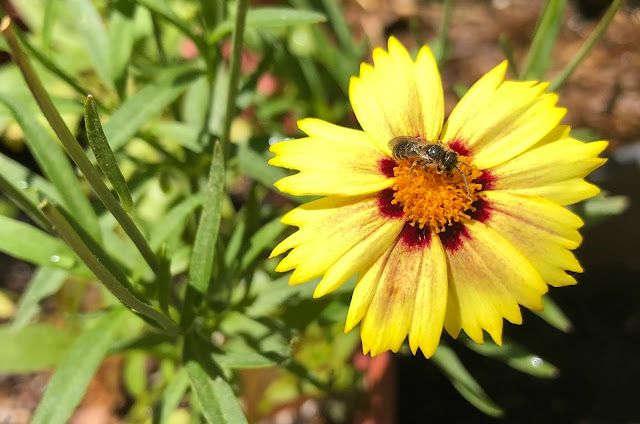 Bee on  yellow and red daisylike blossom