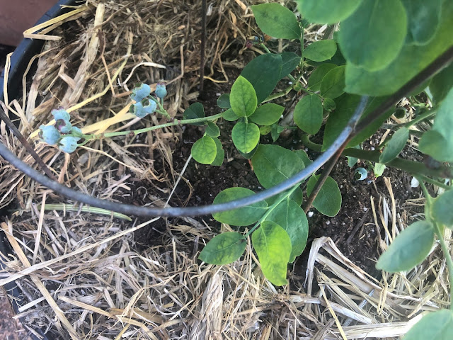 Blueberry plant with straw mulch