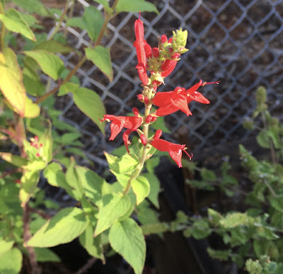 Sage plant with red flowers